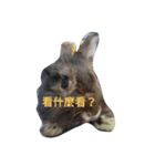 What's my rabbit say？（個別スタンプ：1）