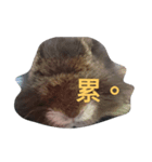 What's my rabbit say？（個別スタンプ：2）