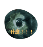 What's my rabbit say？（個別スタンプ：3）