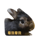 What's my rabbit say？（個別スタンプ：4）