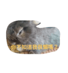What's my rabbit say？（個別スタンプ：5）