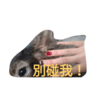 What's my rabbit say？（個別スタンプ：6）