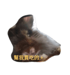 What's my rabbit say？（個別スタンプ：7）