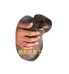 What's my rabbit say？（個別スタンプ：8）
