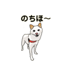 柴犬ルアナとお友達の日常 2（個別スタンプ：9）