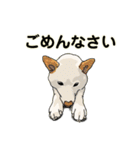 柴犬ルアナとお友達の日常 2（個別スタンプ：32）