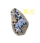 写真 銀侍  作 倭（個別スタンプ：32）
