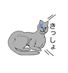 猫のスフィンクスさん（個別スタンプ：8）