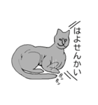 猫のスフィンクスさん（個別スタンプ：11）