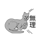 猫のスフィンクスさん（個別スタンプ：14）