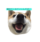 偉そうに返事する犬（個別スタンプ：1）