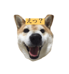 偉そうに返事する犬（個別スタンプ：2）