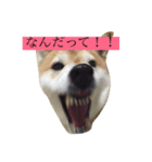 偉そうに返事する犬（個別スタンプ：3）
