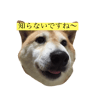 偉そうに返事する犬（個別スタンプ：5）