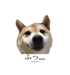 偉そうに返事する犬（個別スタンプ：6）
