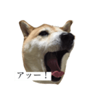 偉そうに返事する犬（個別スタンプ：7）