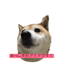 偉そうに返事する犬（個別スタンプ：8）