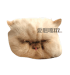 Moumou's wonderful life（個別スタンプ：4）