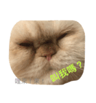 Moumou's wonderful life（個別スタンプ：6）