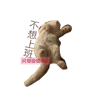 Moumou's wonderful life（個別スタンプ：11）