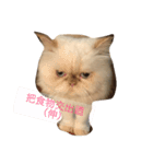 Moumou's wonderful life（個別スタンプ：13）