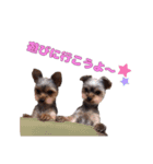 ヨーキーのゴマ・小鉄・小豆（個別スタンプ：5）
