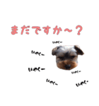 ヨーキーのゴマ・小鉄・小豆（個別スタンプ：7）