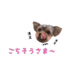 ヨーキーのゴマ・小鉄・小豆（個別スタンプ：11）