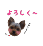 ヨーキーのゴマ・小鉄・小豆（個別スタンプ：17）