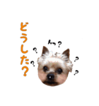 ヨーキーのゴマ・小鉄・小豆（個別スタンプ：20）