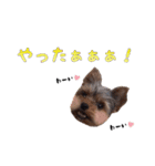 ヨーキーのゴマ・小鉄・小豆（個別スタンプ：24）