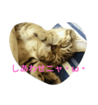 キジ猫のリリ（個別スタンプ：1）