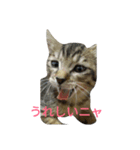 キジ猫のリリ（個別スタンプ：2）