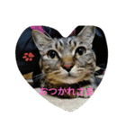 キジ猫のリリ（個別スタンプ：3）
