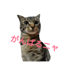キジ猫のリリ（個別スタンプ：7）