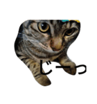 キジ猫のリリ（個別スタンプ：8）