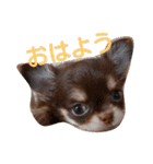 チワワのアリスちゃんと愉快な仲間たち♡（個別スタンプ：1）