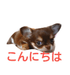 チワワのアリスちゃんと愉快な仲間たち♡（個別スタンプ：2）