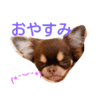 チワワのアリスちゃんと愉快な仲間たち♡（個別スタンプ：6）