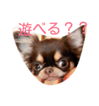 チワワのアリスちゃんと愉快な仲間たち♡（個別スタンプ：9）