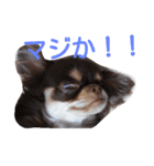 チワワのアリスちゃんと愉快な仲間たち♡（個別スタンプ：10）