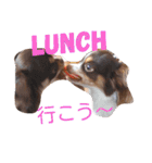 チワワのアリスちゃんと愉快な仲間たち♡（個別スタンプ：11）