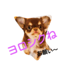チワワのアリスちゃんと愉快な仲間たち♡（個別スタンプ：14）