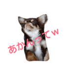 チワワのアリスちゃんと愉快な仲間たち♡（個別スタンプ：15）