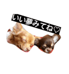 チワワのアリスちゃんと愉快な仲間たち♡（個別スタンプ：18）