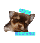 チワワのアリスちゃんと愉快な仲間たち♡（個別スタンプ：19）