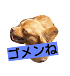 チワワのアリスちゃんと愉快な仲間たち♡（個別スタンプ：21）