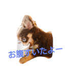 チワワのアリスちゃんと愉快な仲間たち♡（個別スタンプ：22）