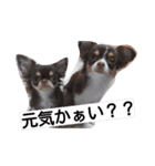 チワワのアリスちゃんと愉快な仲間たち♡（個別スタンプ：25）