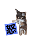 チワワのアリスちゃんと愉快な仲間たち♡（個別スタンプ：27）